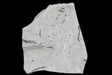 Ediacaran Aged Fossil Worms (Sabellidites) - Estonia #73529-2